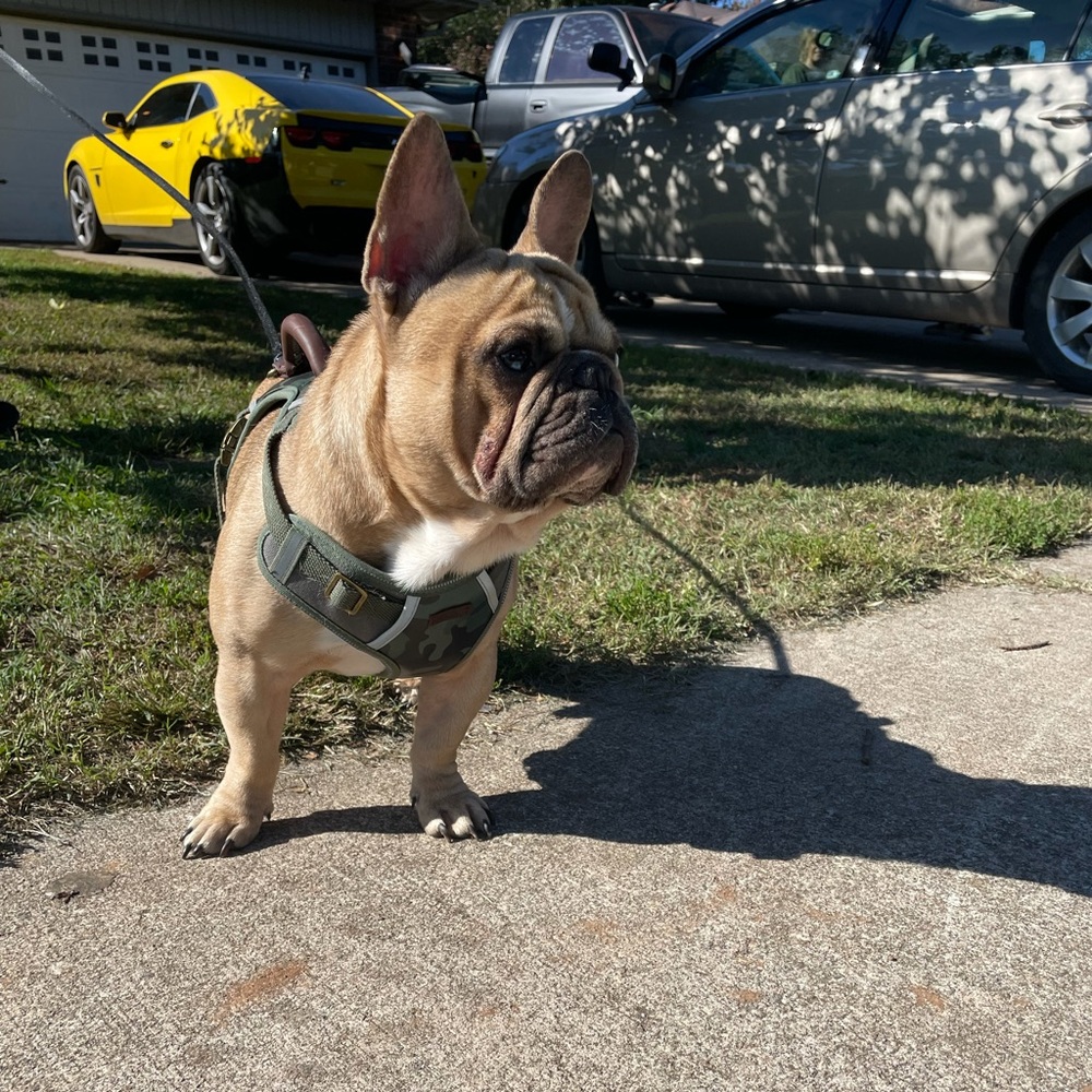 Meet your Posher, Real